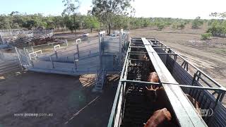 ProWay Under and Over Cattle Loading Ramp