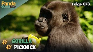 GorillaPicknick im Zoo und Eisbär Knut: Selbst ist der (Eisbär) Mann | Panda, Gorilla & Co.