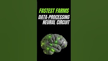 Fastest Data-Processing Neural Circuit farm