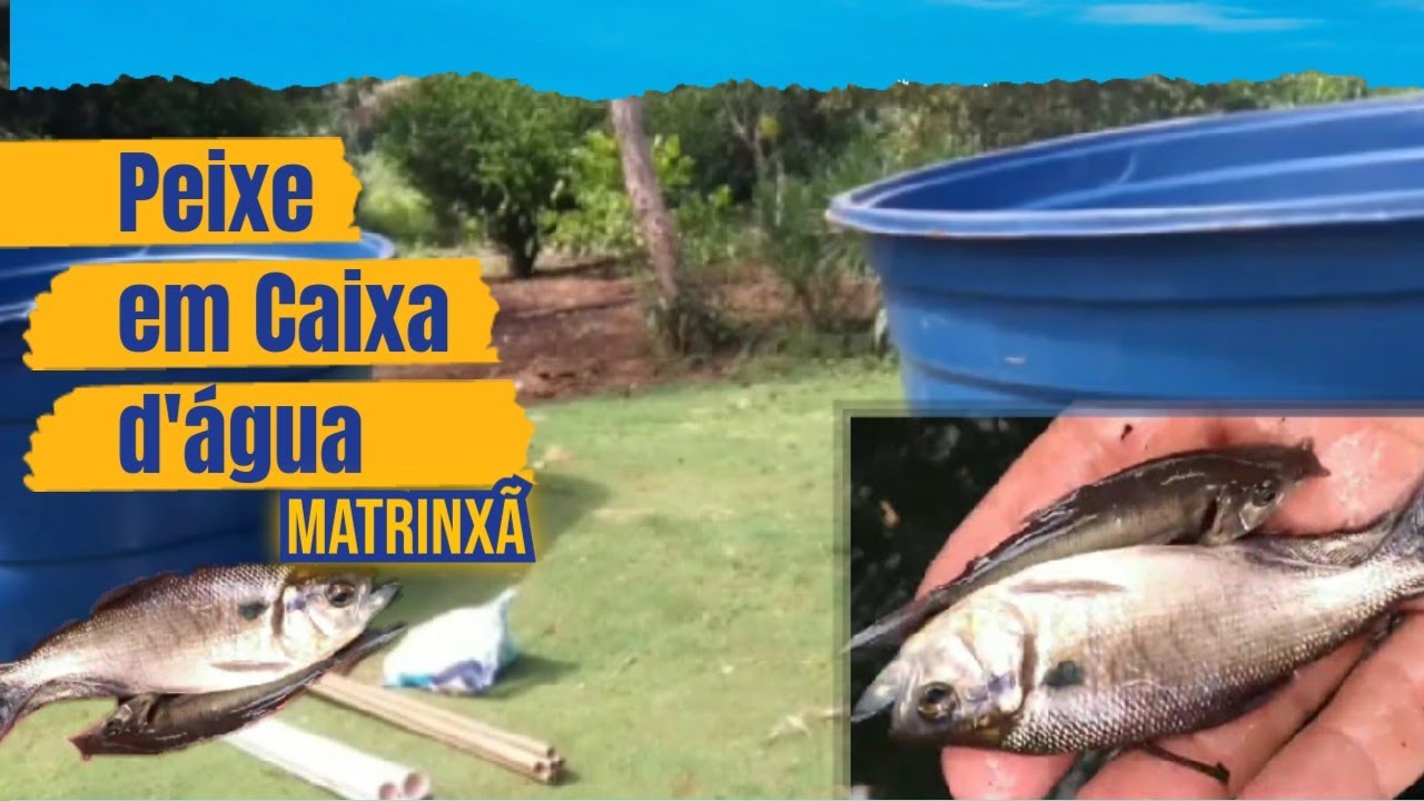 Matrixã CRIAÇÃO DE PEIXE MATRINXÃ EM CAIXA D'ÁGUA - Vídeo Completo - YouTube