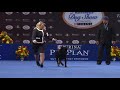 Rottweiler, 2018 National Dog Show, Working Group   NBC Sports