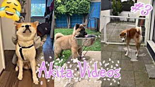 Akita Dog 🤣 Funny and Cute Akita Videos 2024 #3 by Fuuny Dogs HD 474 views 4 months ago 2 minutes, 15 seconds