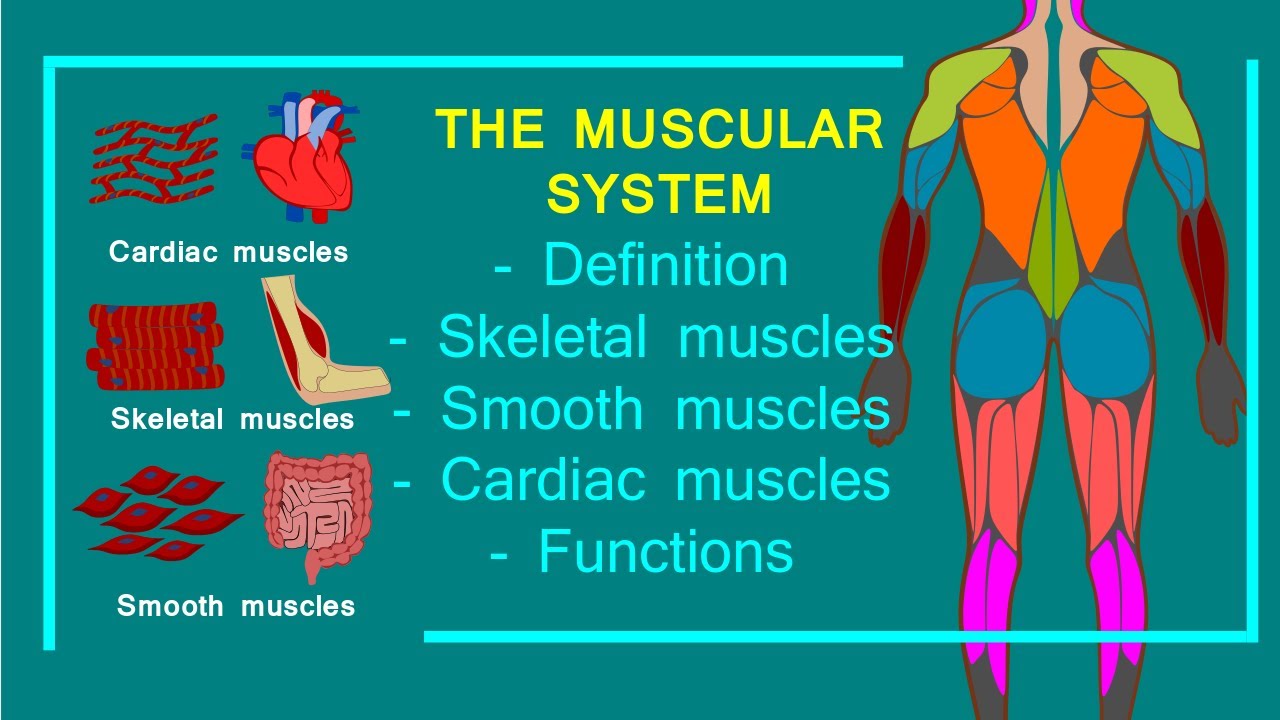 Muscular System Definition Muscular system, definition, skeletal muscles, smooth muscles, cardiac ...