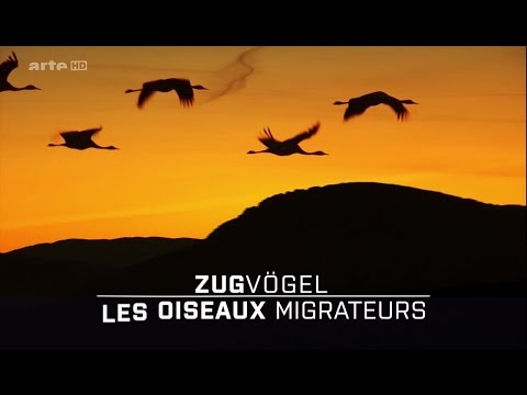 Vidéo: Où Volent Les Oiseaux Migrateurs