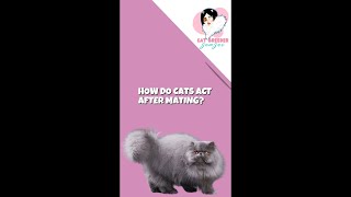 How do cats act after mating? by Cat Breeder Sensei - Breeding Cats Successfully 912 views 1 year ago 1 minute