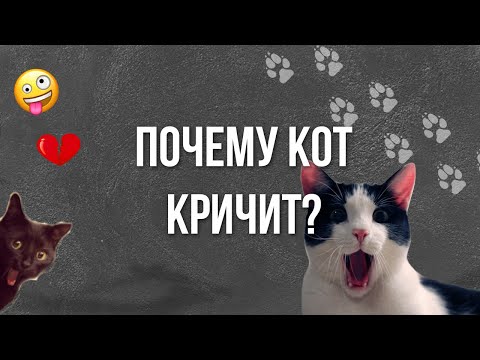 Видео: Почему кошка плачет по ночам?