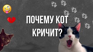 Почему кот кричит? / Кот орет по ночам / Интервью с ветеринаром