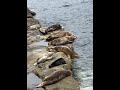 一群qq腸 #動物科普 #海豹