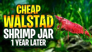 1 Year Later: The Truth About My Walstad Shrimp Jar! (Filterless, Heaterless, No CO2)