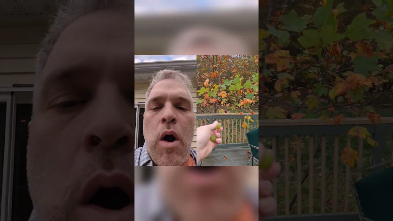 4 grape catches in a row short thumbnail