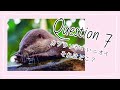 〈再掲〉【Q7】カワウソがいいニオイ、それはどこ？| The otters smell good, where is it?