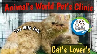 Best Cat Shop In Lahore || Animal's World Pet's Clinic || All Cats Available