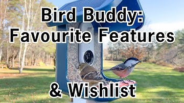 Bird Buddy Smart Bird Feeder: 3 Week Update