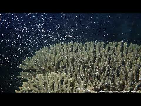 Coral Spawning In Cambodia