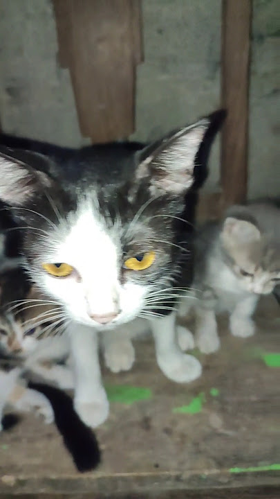 inilah hewan kecintaan Rasulullah #kisahnyata #cutecat