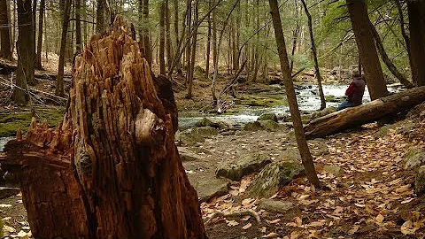 A Breath of Fresh Air: Vaughan Woods in Hallowell