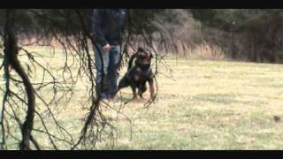 Training a Rottweiler (Schutzhund)