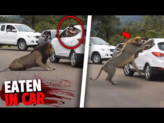 These 3 People Were EATEN ALIVE Inside Their Car By Deadly Animals! class=