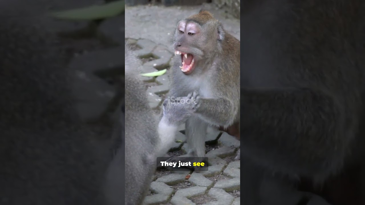 Monkeys vs Mirrors: Self-Awareness or Fight Club? 🐒🪞 