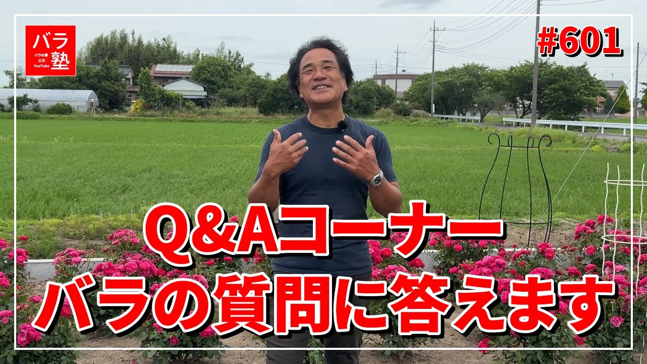 601 Q&A Corner: Answering Your Rose Questions - YouTube