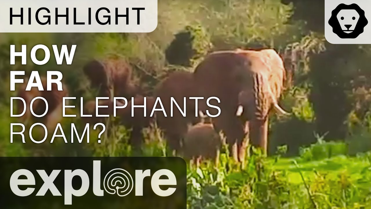 kudu bahrain How Far Can Elephants Roam? - Live Camera Highlight