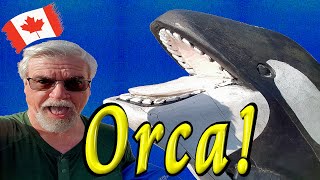 🐳 Orca & Whales 🐋 by tletter 262 views 7 months ago 13 minutes, 27 seconds