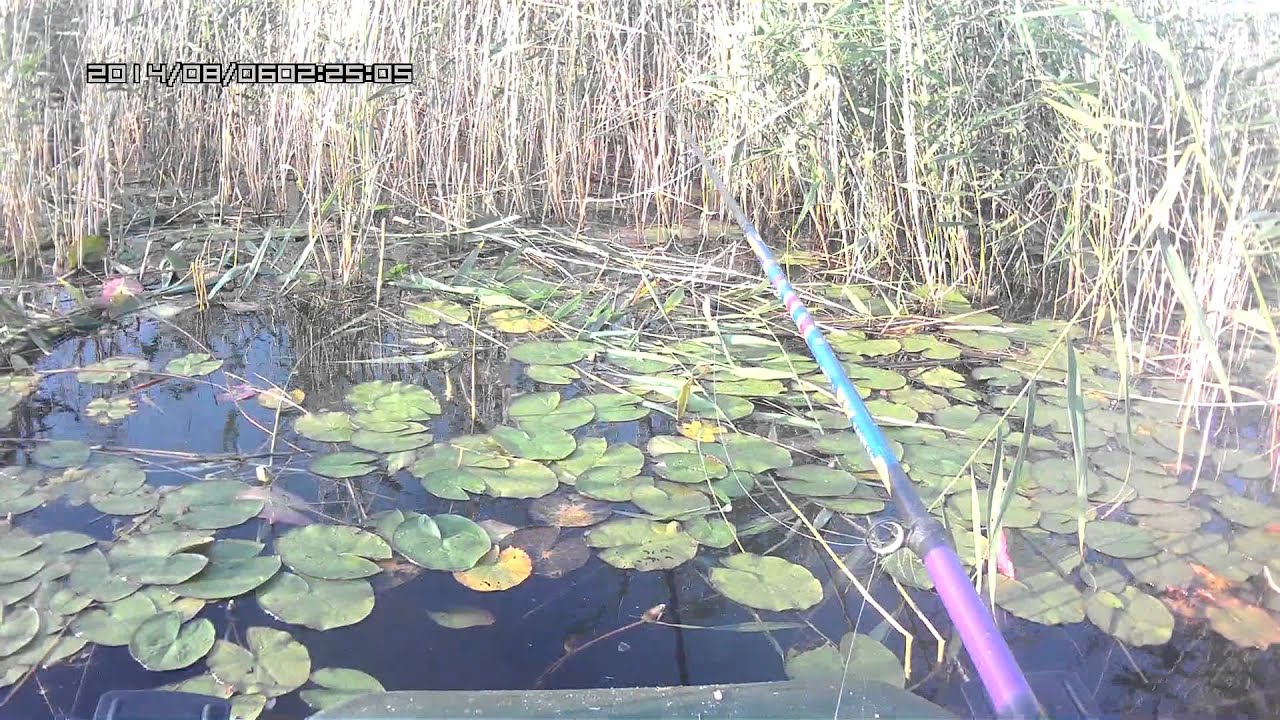 КАРАСЬ густой камыш 27 ПОПЛАВОК - YouTube