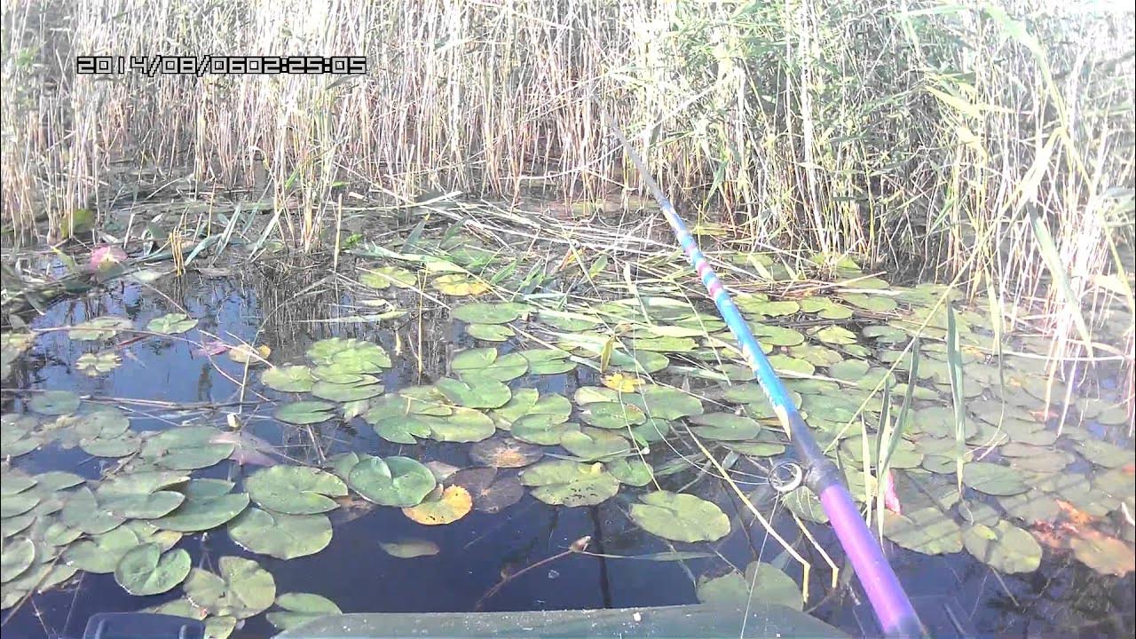 Для ловли в густой траве. Озеро ноторо, хоккайдо. Щука в камышах. Густой камыш окружает голубое 3 озеро. Густой камыш окружает голубое 3 озеро.