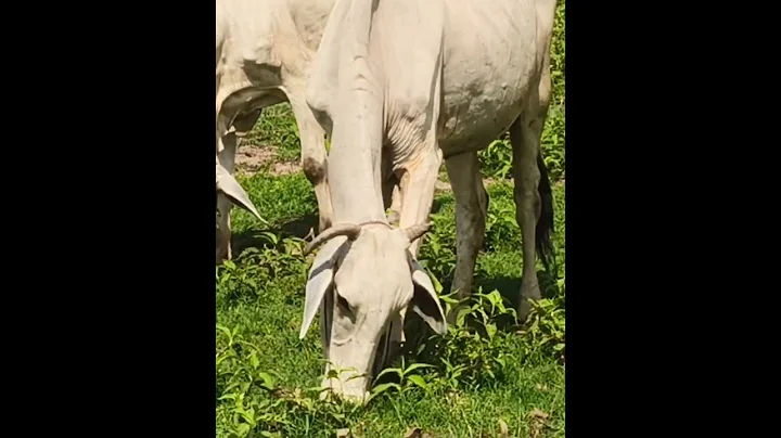 Cows are looking for grass in the fields# cattle#shrots-13