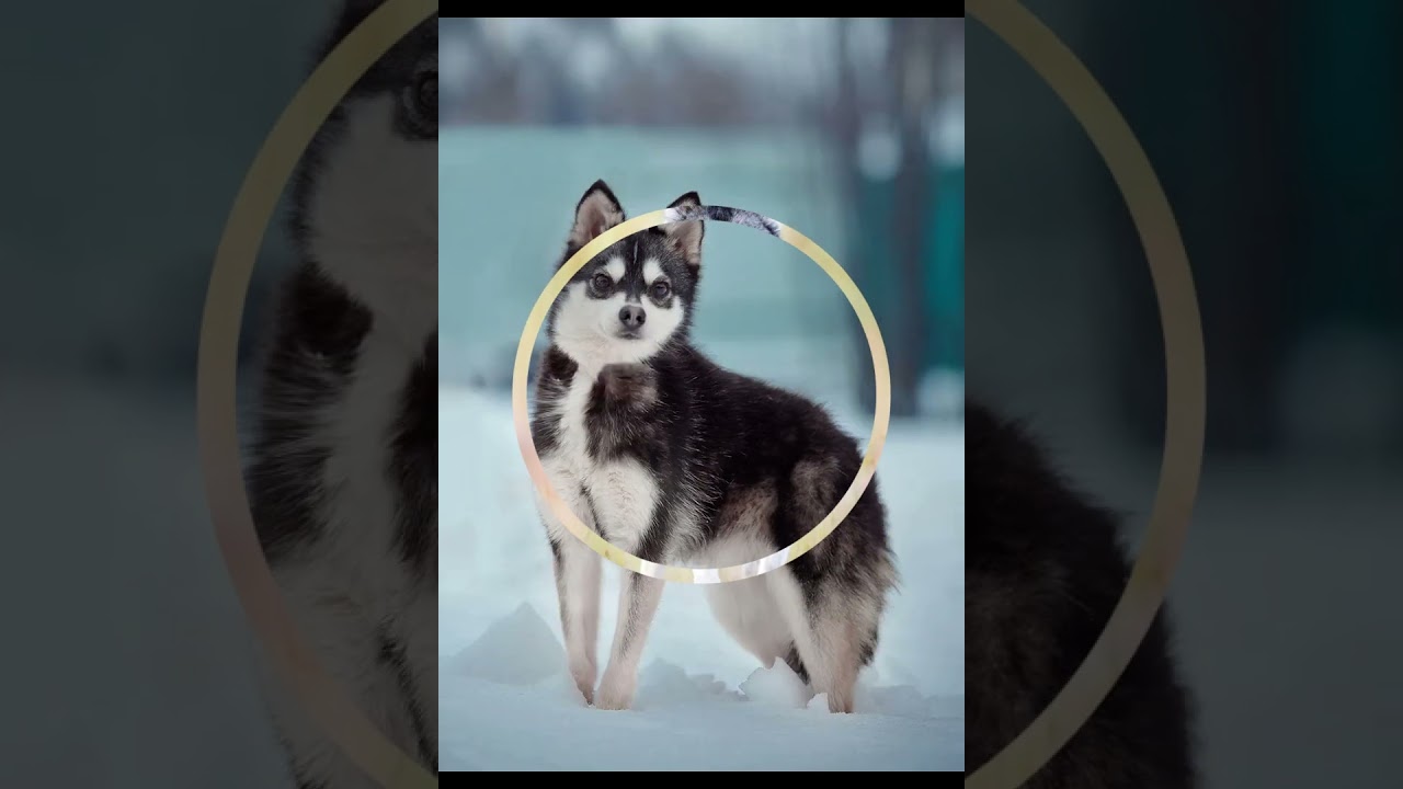 Аляскинский кли кай