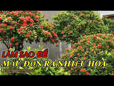 Video: Hoa Mẫu đơn Không Nở - Phải Làm Sao?