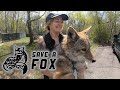 Mikayla from Save A Fox Rescue takes Dakota, a rescued COYOTE, in for a Vet check-up!