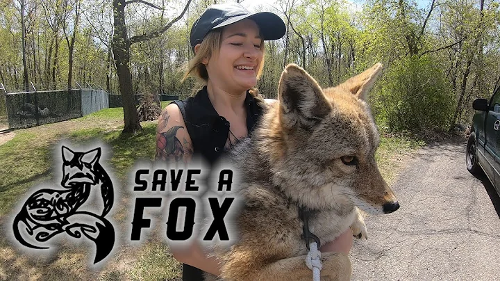 Mikayla from Save A Fox Rescue takes Dakota, a res...