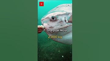 Thumbnail of Top 10 biggest fishes in the world #meg2 #shark