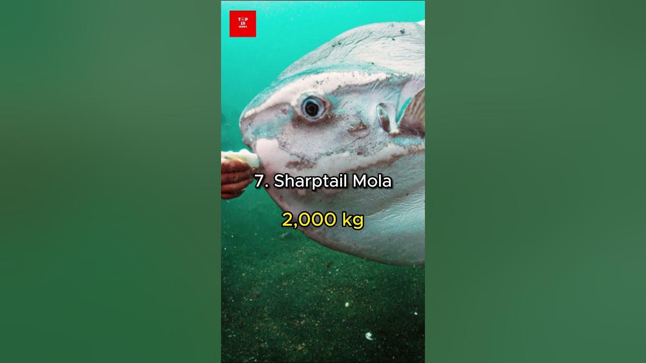 Top 10 biggest fishes in the world #meg2 #shark