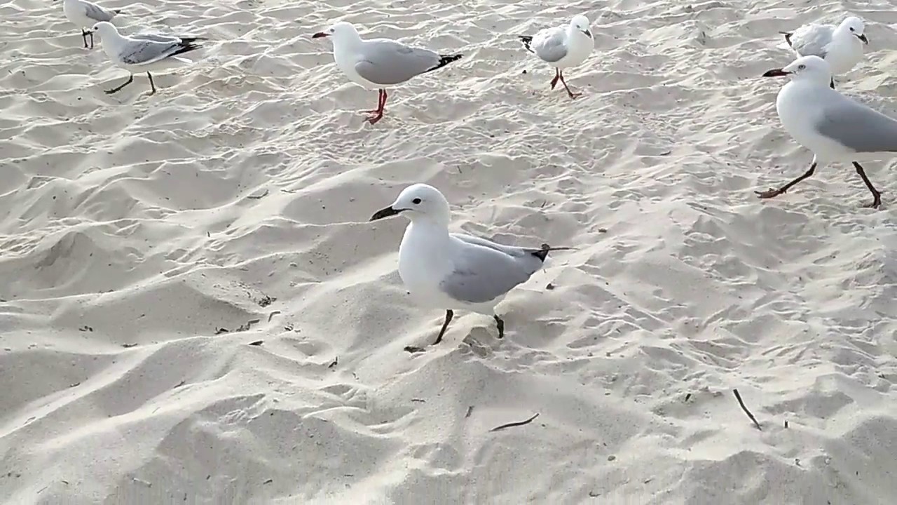 Seagull Burung Camar Laut Youtube