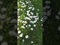 Daisies & Birdsong🌸🕊 #daisies #delicate #Birdsong #naturebeauty #flowers #innocence #renewal #shorts