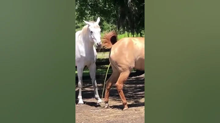 Horse First Time Meeting 2022 ।  Managing Mixed Gender Herds - DayDayNews