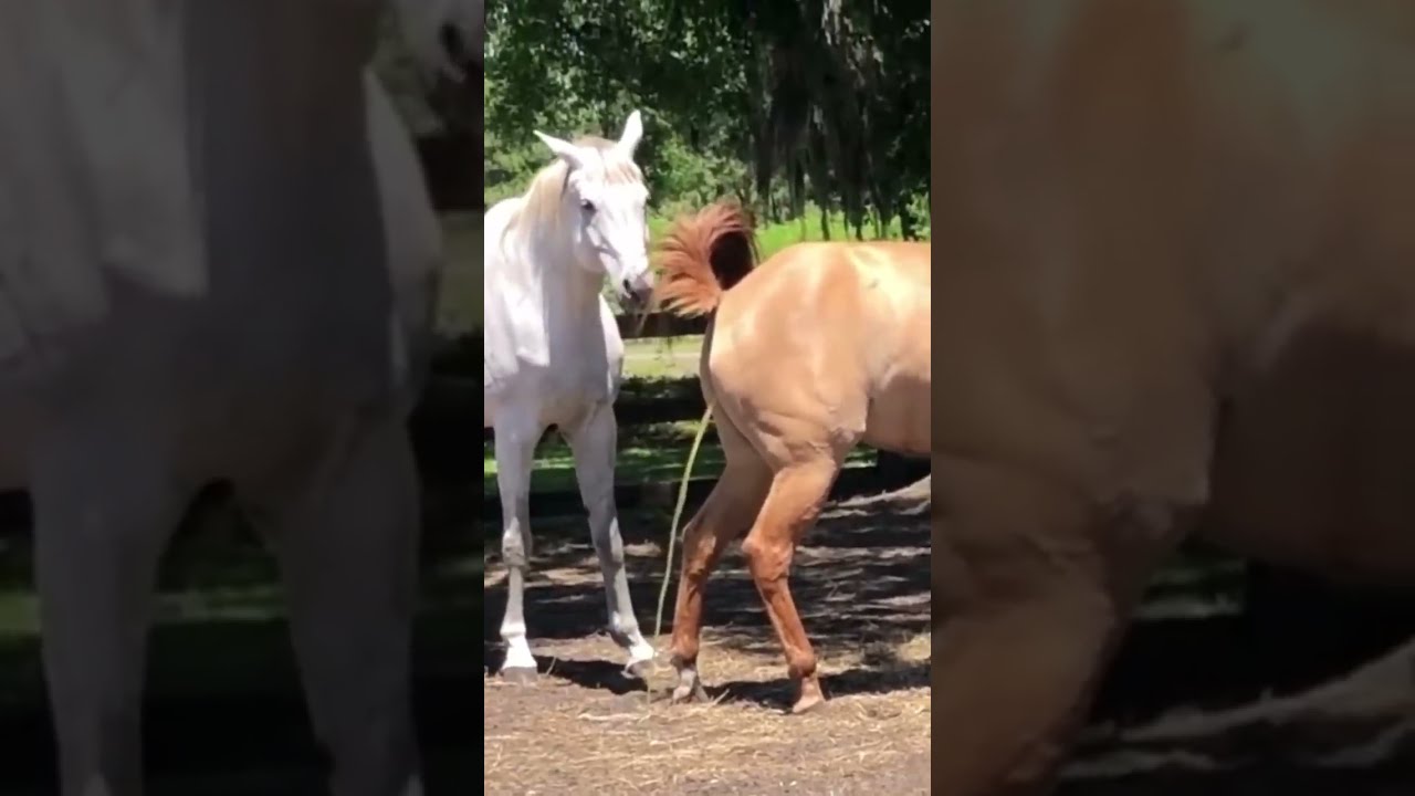 How to make a horse a friend. One cowboy's partnership with horses