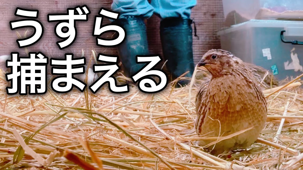 ウズラが逃げてなかなか捕まらない【うずら飼育】