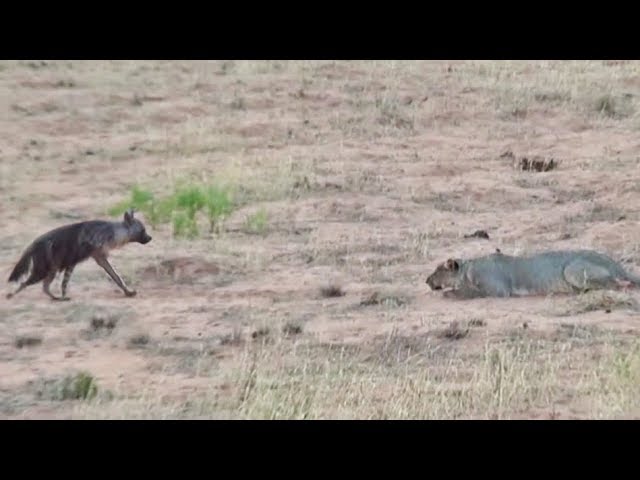 ⁣Hyena Walks Right into a Pride of Lions