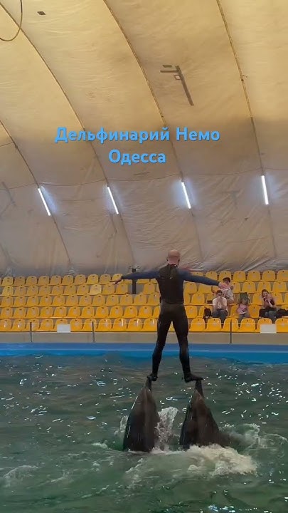 Дельфинарий НЕМО Одесса#одесса #live #дельфин #дельфинарий #dolphin ...