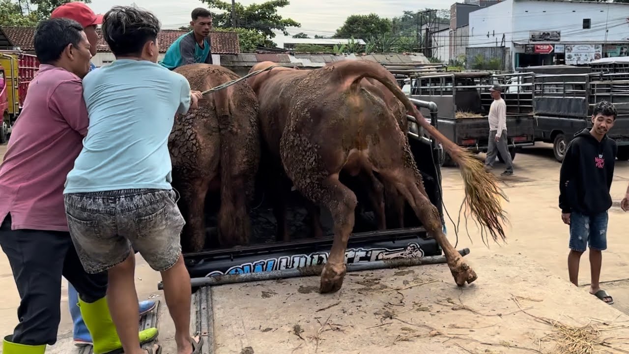 KUMPULAN SAPI JUMBO OLENG BEROT DITARIK RAMAI RAMAI 