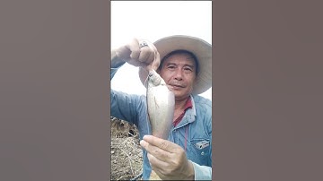 Câu lên được cá thác lác to #fishing #videoshort