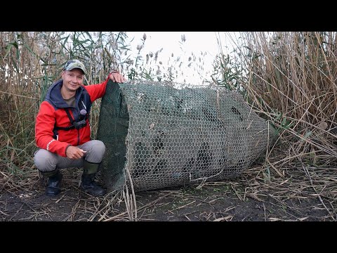 Видео: Нашёл брошенную браконьерскую ВЕРШУ на дикаре, ловля карася на фидерную снасть, вот это улов рыбы