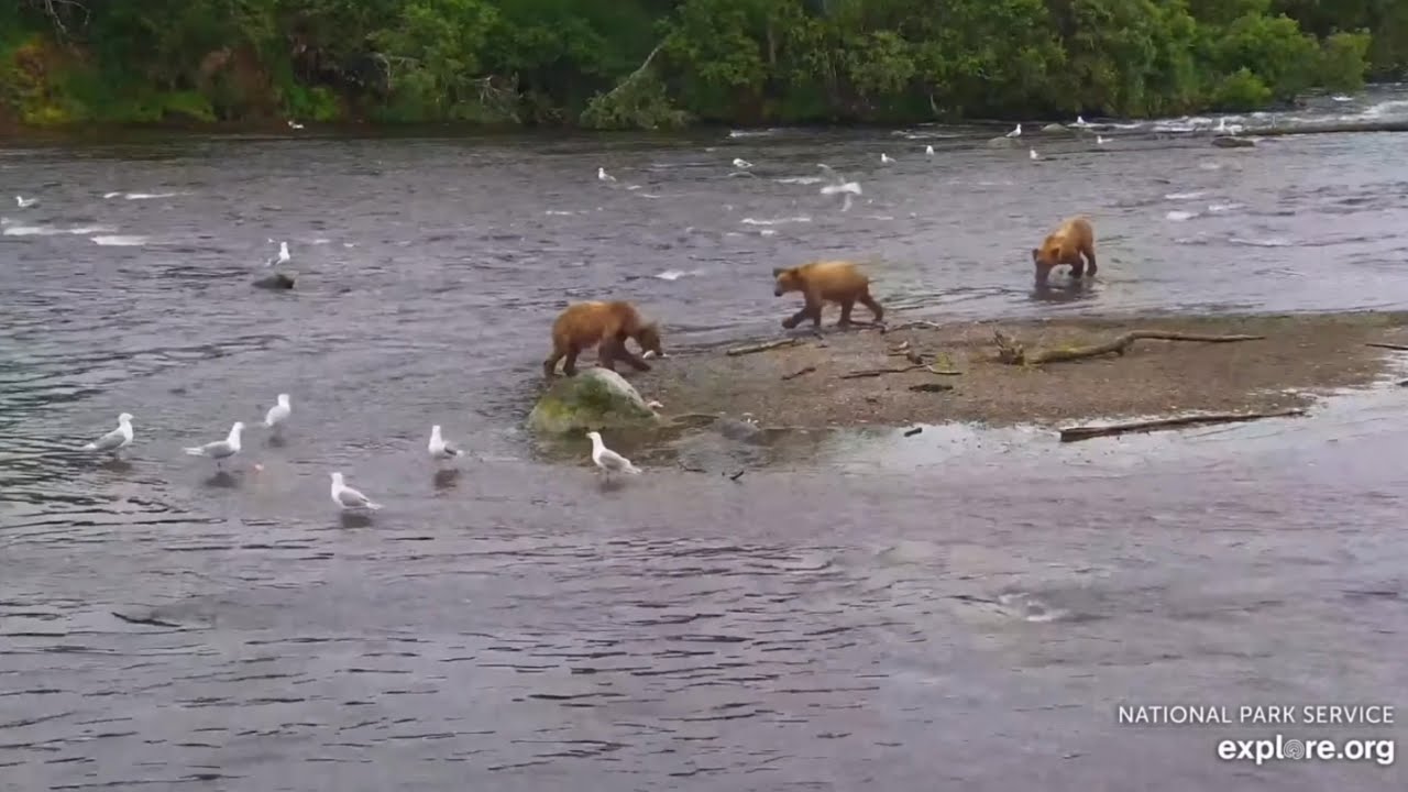 910jr Catches Her First Two Fish!! | Brooks Falls and Riffles on Explore.org 07/06/2024