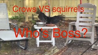 Crows VS Squirrels Who’s Boss