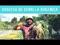 Por Fin Cosechamos Nuestras Primeras Plantas de CEBOLLA /cultivo de cebolla/manos de tierra