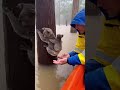 Unbelievable! Stranded koala reaches for rescue in massive flood. It’s so dangerous!  #shorts