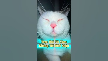 Trọc Hói Vô Cảm Không Hề Biết Giận 😅😼 #thúcưng #vậtnuôi #chómèohàihước #funny #meohera
